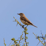 New species page added for Chat Flycatcher